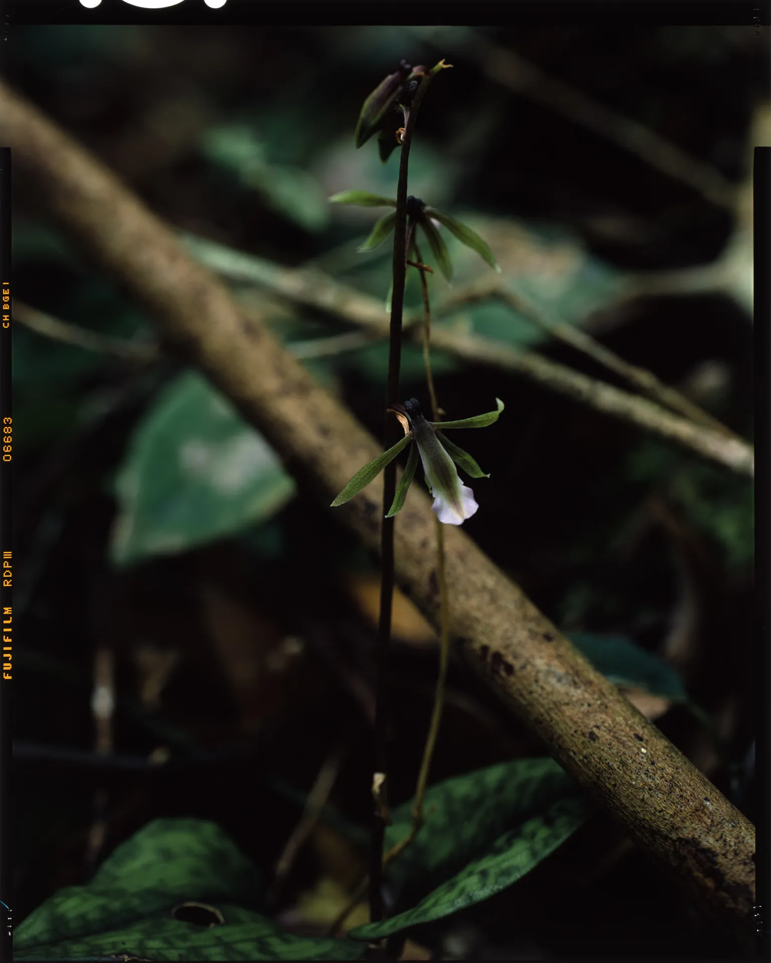 Nephelaphyllum tenuiflorum